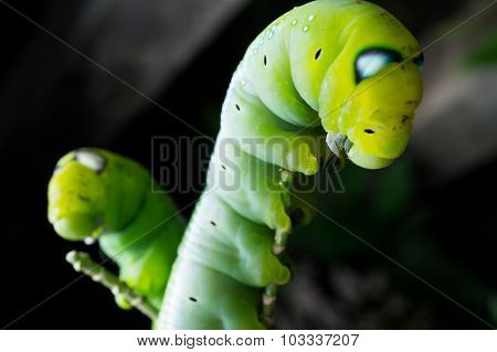 Green Butterfly Worm