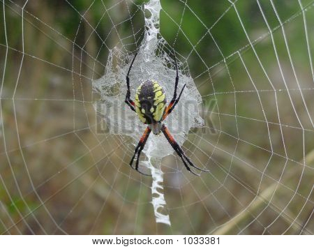 Haven edderkop Spinning A Web