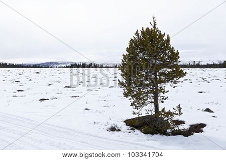 Little pine on snowy bogland.