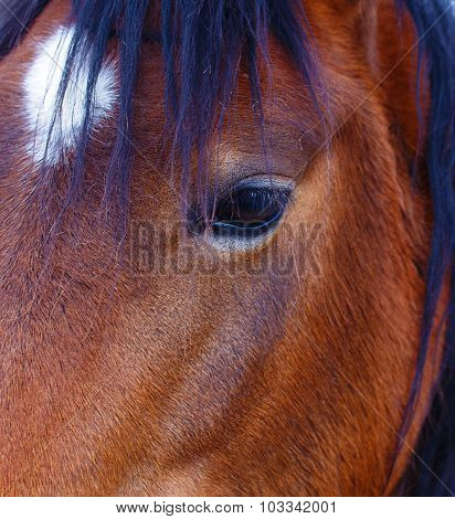 Close Up of a brown horse eye. On black background