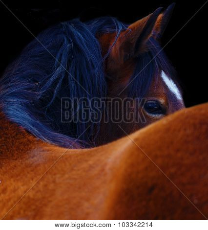 Close Up of a brown horse eye. On black background