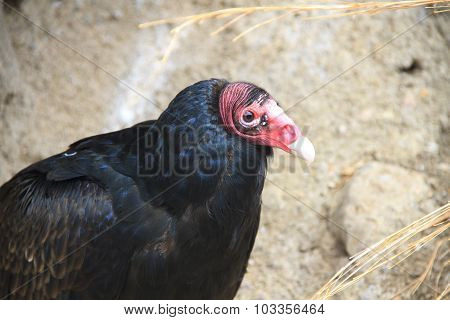 Closeup Of A Turkey Vulture