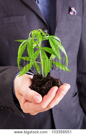 Cannabis Business.