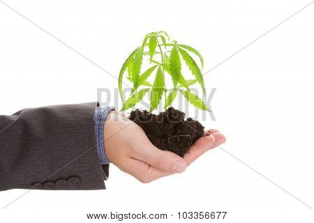 Cannabis Business.