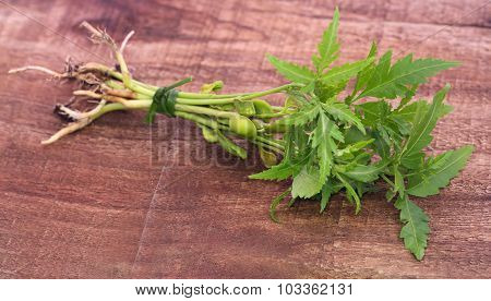 Bunch Of Neem Plant