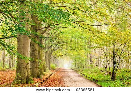 Autumn Trees