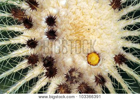 Cactus Texture