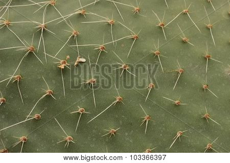 Cactus Texture