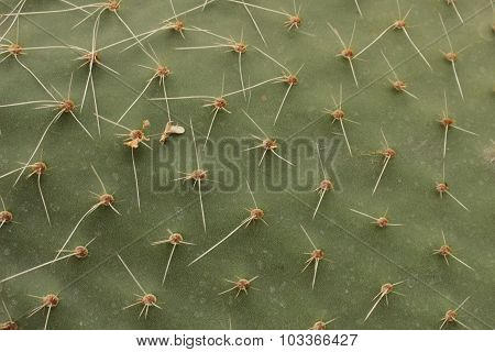 Cactus Texture