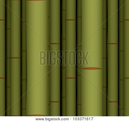 Bamboo Forest