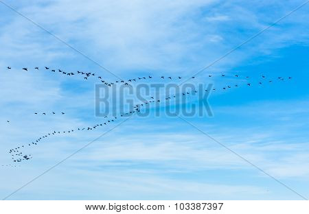 Large Flock Of Cormorants Flying In V Formation