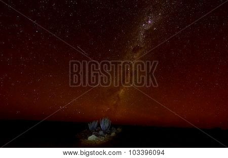 Cactus - Namibia