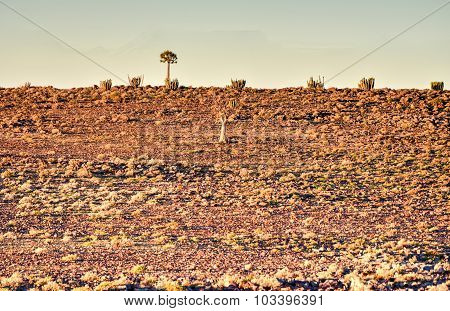 Quiver Tree - Namibia