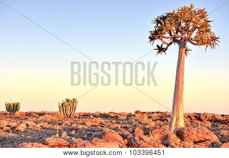 Quiver Tree - Namibia