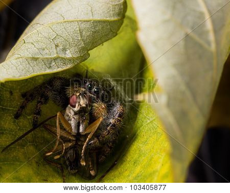 Black Jumping Spider Eats Fly With Red Eyes