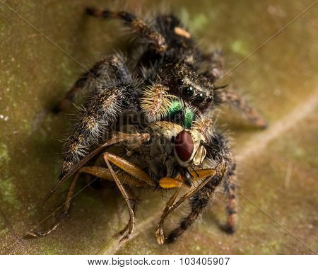 Black Jumping Spider Eats Fly With Red Eyes