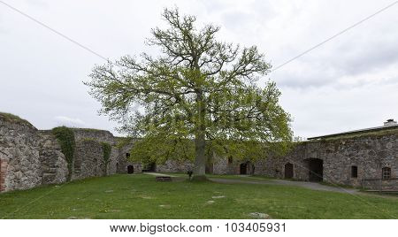 Yard and an oak inside the Kronobergs Castle, fortress.