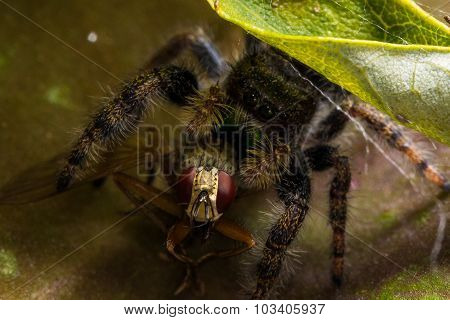 Black Jumping Spider Eats Fly With Red Eyes