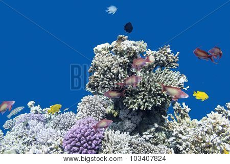 Coral Reef With  Fishes Anthias In Tropical Sea, Underwater