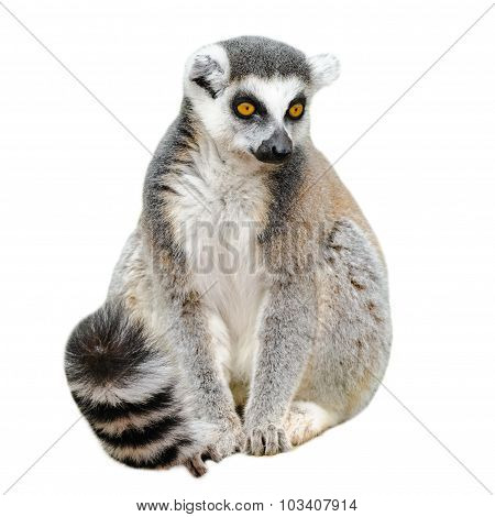 Portrait Of Lemur Katta (lemur Catta) On White Background