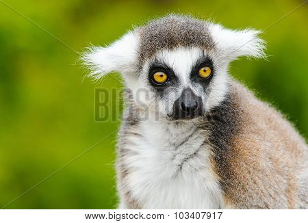 Portrait Of Young Lemur Katta (lemur Catta)