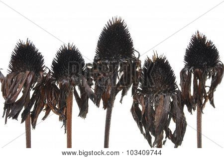 Overblown black flowers isolated on white background
