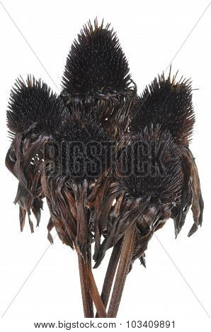 Overblown black flowers isolated on white background