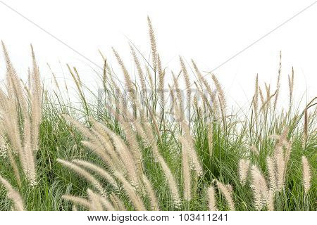 Imperata Cylindrica Beauv On White