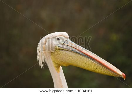 Pelecanus Onocrotalus