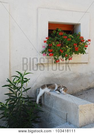 Street Cat In Pican