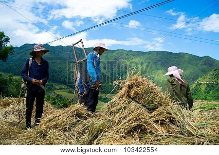 Farmers are harvesting in terraced rice field in Laocai, Vietnam.