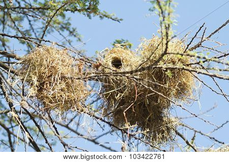 Bird Nests