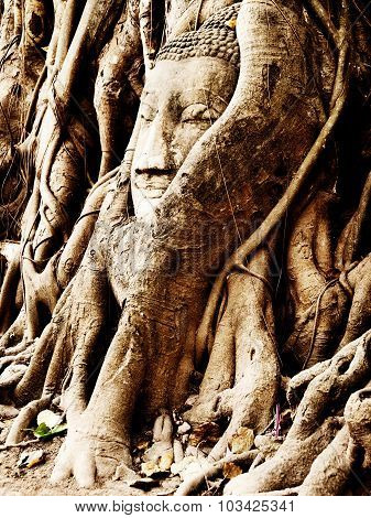 Head Of Buddha Under A Fig Tree, Ayutthaya