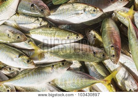 Fresh Fish On Market Display..