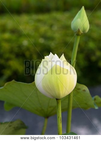 White Lotus