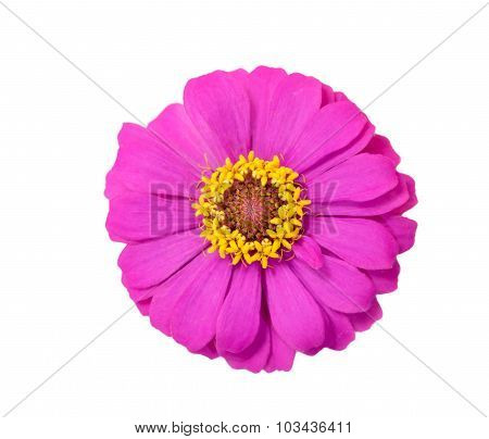 Zinnia  On White Background