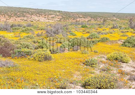 Field Of Yellow Wild Flowers