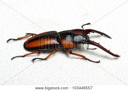 Stag beetle isolated on background