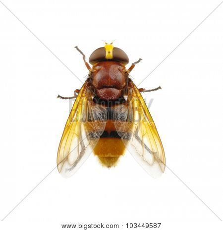 Horsefly isolated on white
