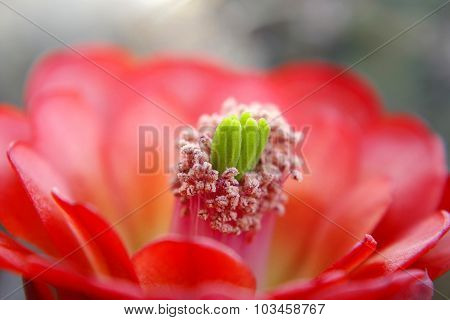 Cactus Flower Red Blossom