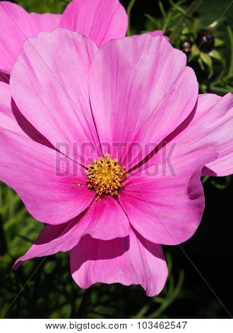 Cosmos Flower