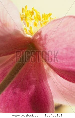 Japanese Anemone Flower