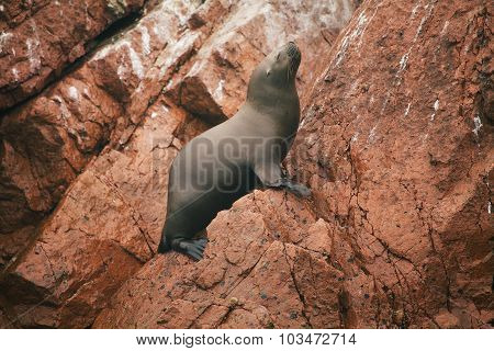 Seal