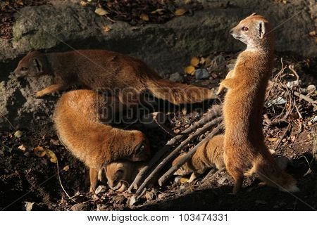 Yellow mongoose (Cynictis penicillata) with a baby. Wild life animal. 