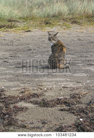 Beach cat