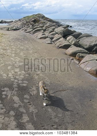 Beach cat