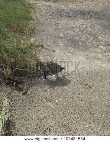 Beach cat
