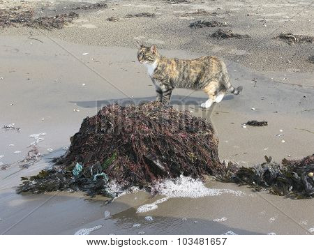 Beach cat