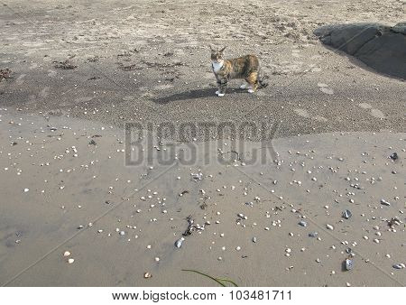 Beach cat