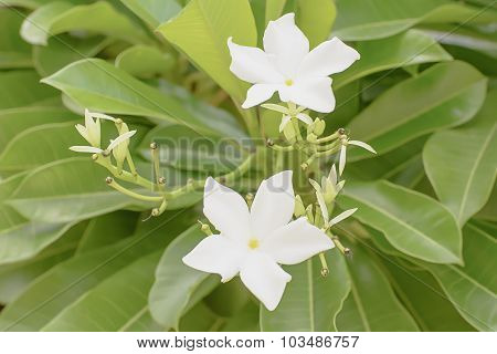 Forest Jasmine